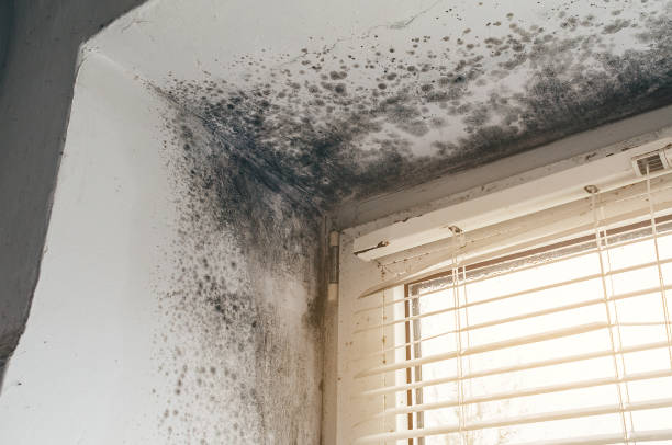 Affordable Mold Inspection And Testing solutions in Garrett, WA